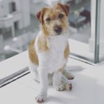 Profile Picture of Bella the Russell (@bellajrt) on Instagram