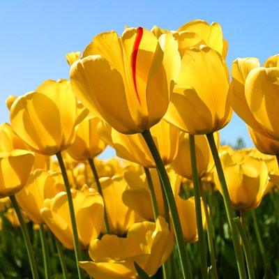 Profile Picture of InduGupta (@InduGuptaUK1) on Twitter