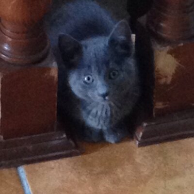 Profile Picture of Fernando Vadillo (@astorrefer) on Twitter