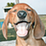 Profile Picture of Judy Spain (@doxiemom61) on Flickr