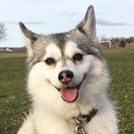 Profile Picture of Reggie the Pomsky (@reggie__burger) on Instagram