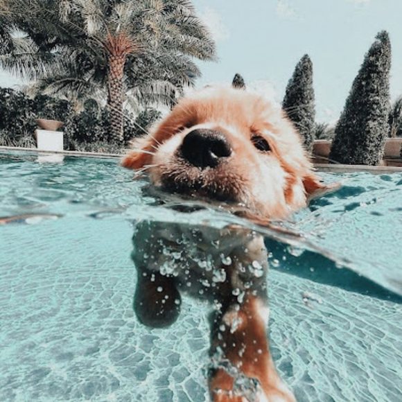 Profile Picture of Ainsley Fechtelkotter (@afechtelkotter) on Poshmark