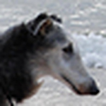 Profile Picture of Rebecca Neal (@afanasii_borzoi) on Flickr