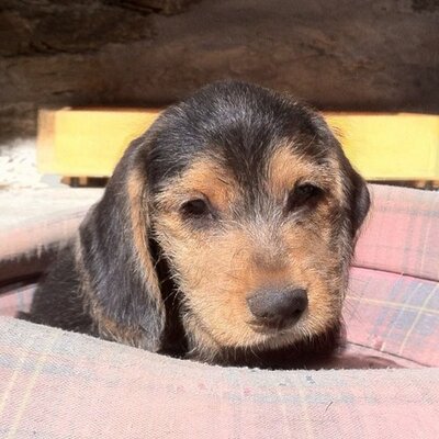 Roberto Fariello - Twitter Profile Picture of Roberto Fariello (@robertofariello) on Twitter