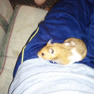 Profile Picture of Simon Sanchez (@@sykosmnky16) on Twitter