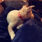 Profile Picture of ⚾️Justin (@justinallbee_) on Instagram