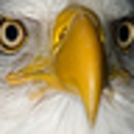 Profile Picture of steve jimenez (@woodmaster69) on Flickr