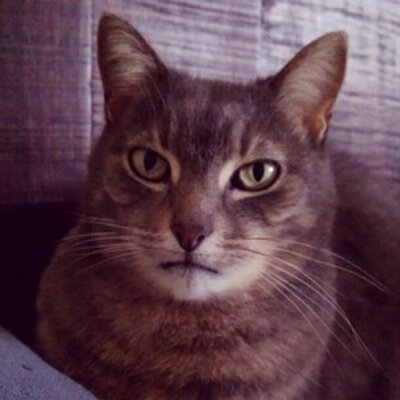 Profile Picture of Susan Patiño (@with_a_tilde) on Twitter