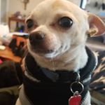 Profile Picture of John Conte (@rocky_j_conte_ia33) on Instagram