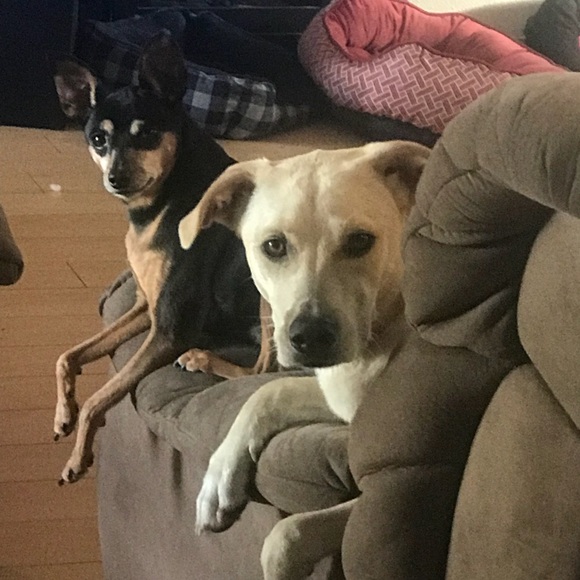 Profile Picture of Ronda Levine (@kosmo555) on Poshmark