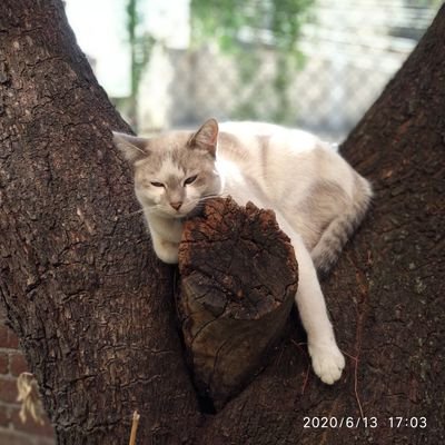 Profile Picture of Javier Arámbula (@jarambulap) on Twitter