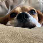 Profile Picture of Jessica Littrell (@the.beagle.sadie) on Instagram