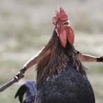 Profile Picture of Dirk Kiefer (@kv1_756_r_) on Instagram