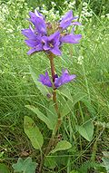 Profile Picture of Campanula glomerata - Wikipediaon Wikipedia