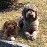 Profile Picture of Duncan Bear / Murray Falafel (@duncan_and_murry_21) on Instagram