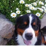 Profile Picture of Angie N Shane Hubbard (@clarkkentthebernese) on Instagram