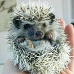 Profile Picture of Mr Jim Hardy Kolsky (@kolsky_hedgehog) on Instagram