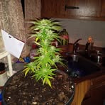 Profile Picture of Michael Cox (@Michael-Cox) on Facebook