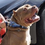 Profile Picture of Michael Wright (@michael_wright_kennels) on Instagram