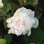 Profile Picture of Glenn Neal (@bneal02) on Instagram