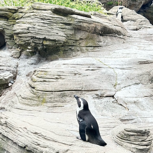 Profile Picture of Shuwen He (@heshuwen) on Poshmark