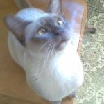 Profile Picture of Peter Crossan (@angrysnake13) on Instagram