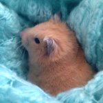 Profile Picture of Ella Jeffrey (@pet_house_10) on Instagram