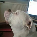 Rebecca Williams/Becky Keever - Instagram Profile Picture of Rebecca Williams/Becky Keever (@rebeccawilliams209) on Instagram