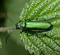 Profile Picture of Spanish flyon Wikipedia
