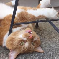 Leo Schafer - Pinterest Profile Picture of Leo Schafer (@leos2522) on Pinterest