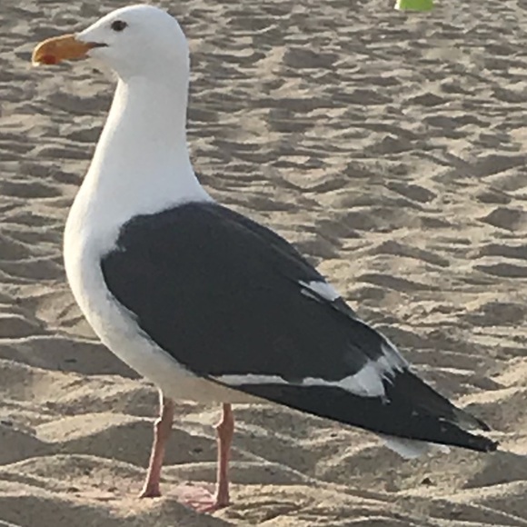 Profile Picture of Joy Jean (@joyjean2234) on Poshmark