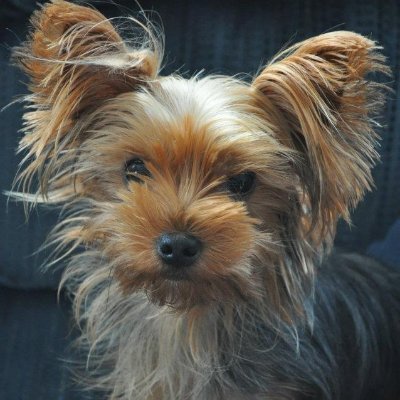 Profile Picture of Scott Beals (@scottbeals13) on Twitter