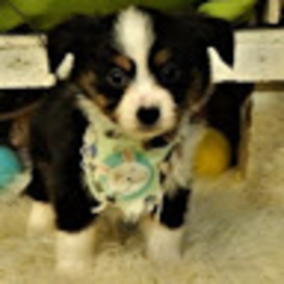 Profile Picture of Isaac Fabian (@fabianisaac17) on Poshmark