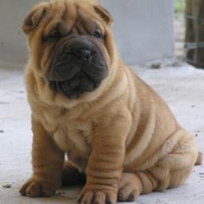 Profile Picture of Nayeli Andrade (@nayeliandrade5) on Twitter