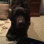 Liam Corbett - Instagram Profile Picture of Liam Corbett (@liam_corbett20) on Instagram