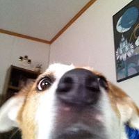 Profile Picture of Grouchy Wolfe (@amandaw1358) on Pinterest