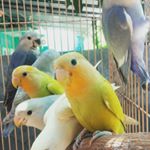 Profile Picture of HDj Fram (@joseph_mantovani81) on Instagram