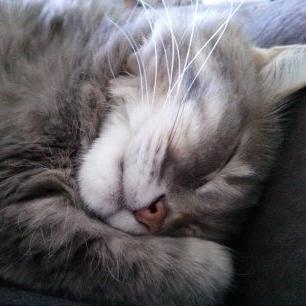 Profile Picture of Beverly Cronin (@beverly_cronin) on Twitter