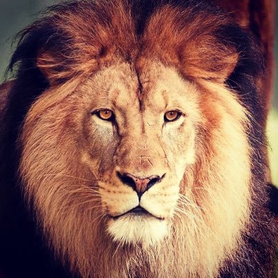 Profile Picture of Mohammed Benabdallah (@mhamdi_ben) on Twitter