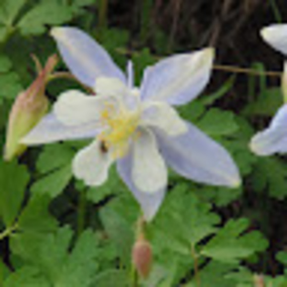 Profile Picture of Lori Lagergren (@lorilagergren) on Poshmark