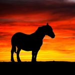 Profile Picture of josh ferrari (@josh_ferrari250) on Instagram