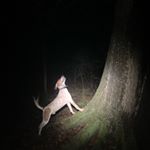 Profile Picture of Tyler Windham (@indian_creek_coonhunters) on Instagram