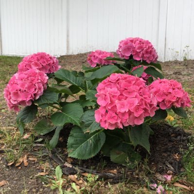 Profile Picture of Isabel Balboa (@anhauen) on Twitter