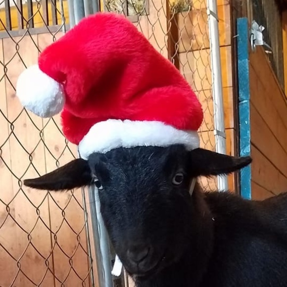 Profile Picture of Debra Mcdowell (@annarbor1985) on Poshmark