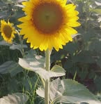 Lili Gottschalk - Facebook Profile Picture of Lili Gottschalk (@lili.gottschalk) on Facebook