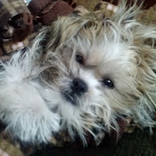 Profile Picture of Michael Krzyzanowski (@michaelkrzyzanowski6479) on Youtube