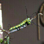 Profile Picture of Brian Bollen (@b_insects) on Instagram