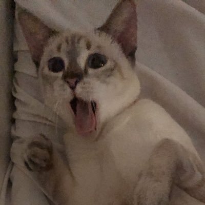 Profile Picture of Miss Sia The Siamese (@ArgonSiran) on Twitter