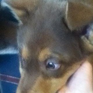 Profile Picture of CharlieLilah AndJasper Haire (@charlieandcinnamon.haire) on Facebook