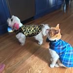 Janet Simonec - Instagram Profile Picture of Janet Simonec (@lexi_loves_simba) on Instagram